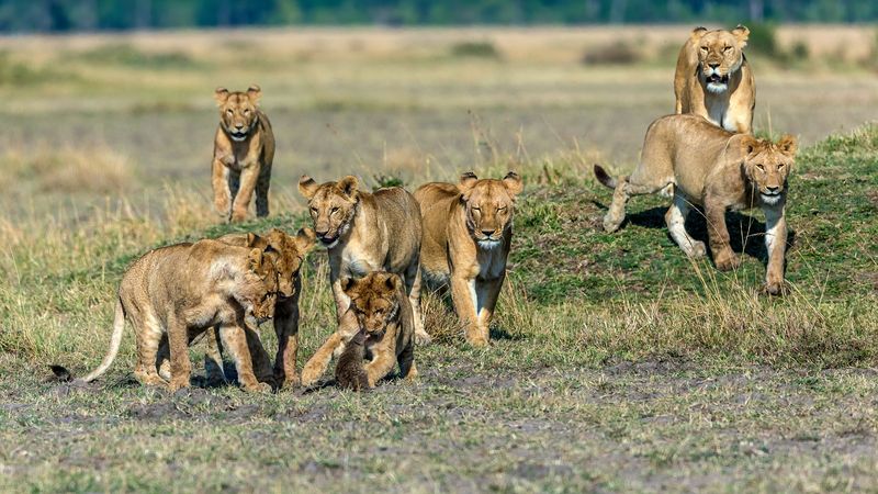 Jeunes lions chassant une mangouste baguée dans le Masai Mara.