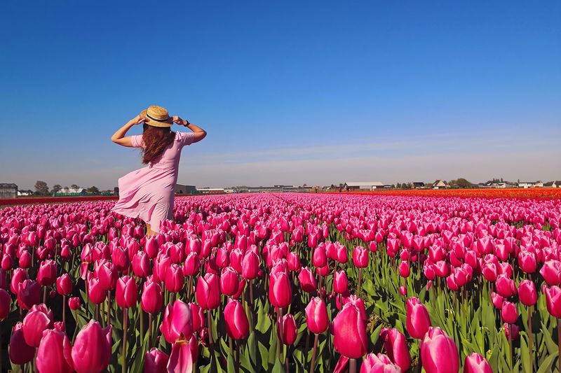 Jeune femme touriste en robe rose et chapeau de paille debout dans un champ de tulipes en fleurs. Temps de printemps