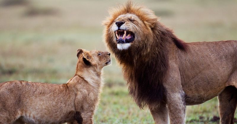 Blagues et jeux de mots sur les lions