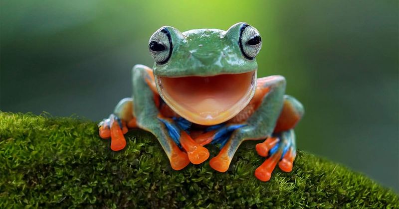 Plus de 40 blagues et jeux de mots sur les grenouilles pour vous mettre dans l'ambiance la plus houblonnée