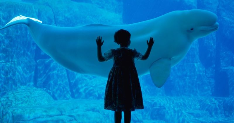 calembours et blagues sur les baleines, fille debout devant un béluga dans un aquarium