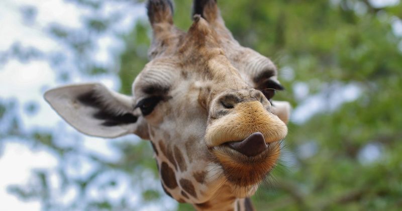 blagues et jeux de mots sur les girafes
