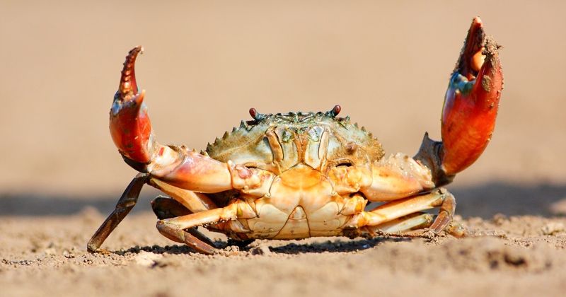 Jeux de mots et blagues sur le crabe